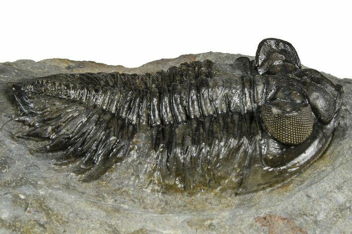 Bargain, Bug-Eyed Coltraneia Trilobite Fossil - Ofaten, Morocco #368598